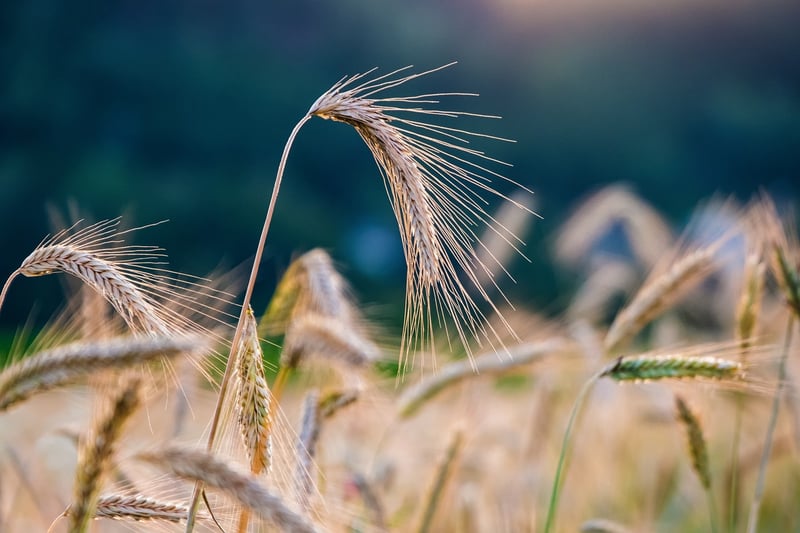 Crop Rotation